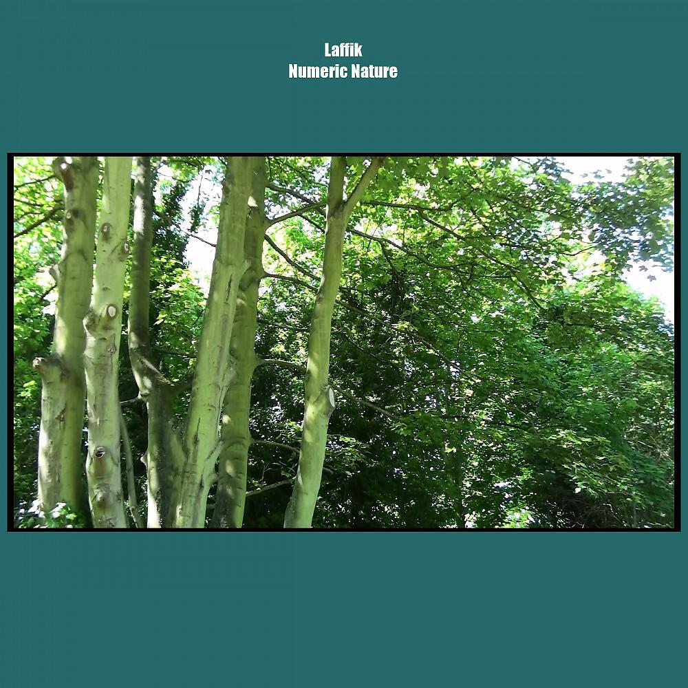 Laffik - Forest At Midnight